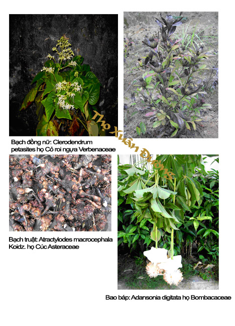 bactruot_copy.jpg bactruot_copy.jpg