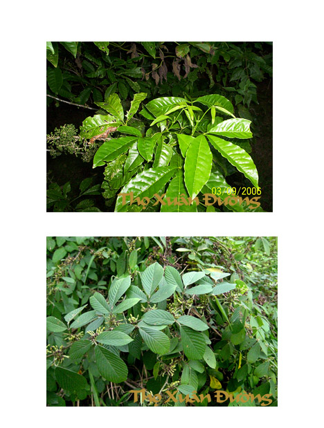 ba_che_va_ba_dau_copy.jpg ba_che_va_ba_dau_copy.jpg