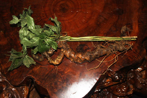 sâm ngọc linh, sam ngoc linh, nhân sâm ngọc linh, nhan sam ngoc linh,