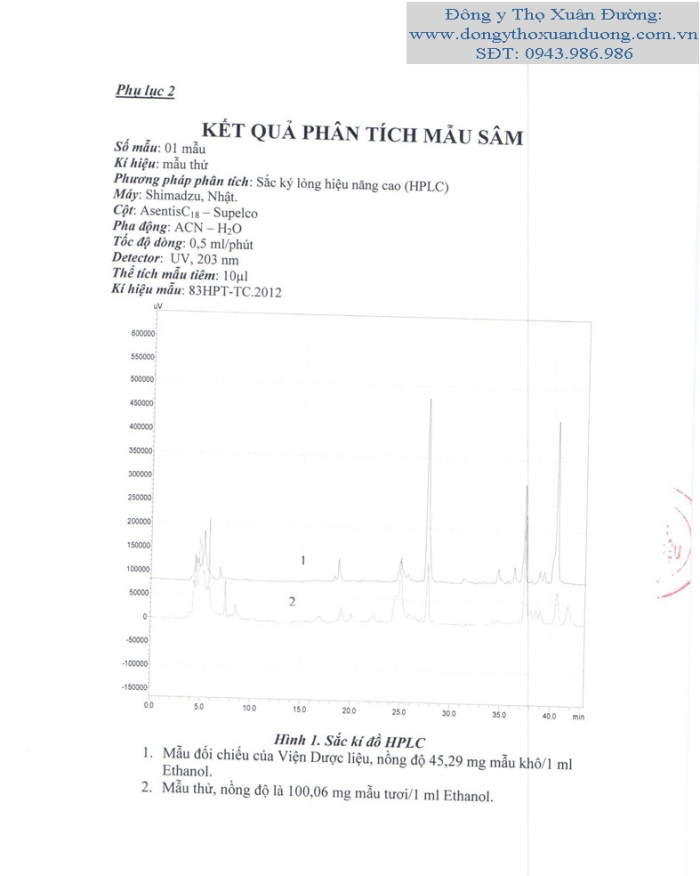 Sâm ngọc linh, sam ngoc linh, kỷ lục Việt về củ sâm Ngọc Linh lớn nhất. củ sâm lớn nhất