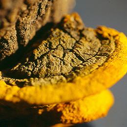 Đông y, dong y, tho xuan duong, thuốc quý, thuoc quy, nam thuong hoang, nấm thượng hoàng, linh chi