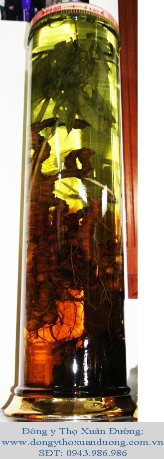 sam ngoc linh, cu sam lon nhat viet nam, sâm ngọc linh, củ sâm lớn nhất Việt Nam