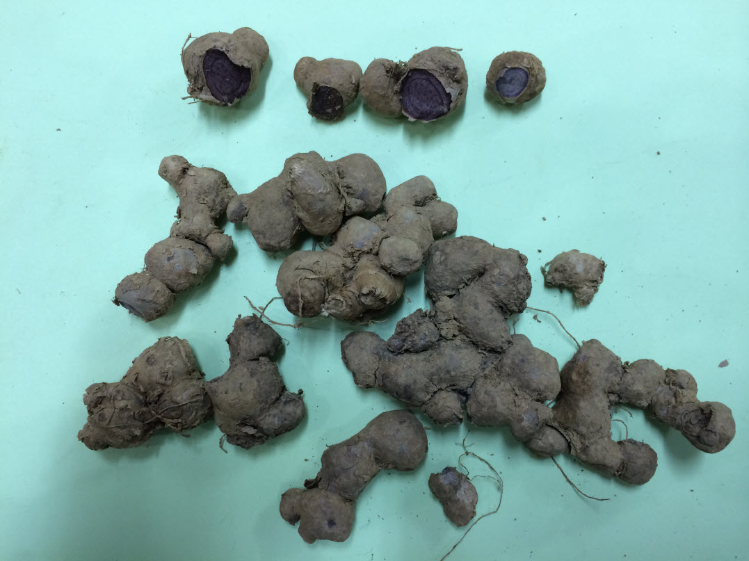 ngai den, ngải đen, ngãi đen, công dụng cây ngải đen.