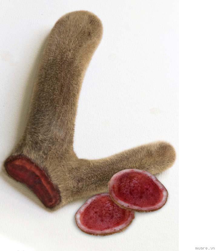 Đông y, dong y, tho xuan duong, nhung hươu, nhung huou