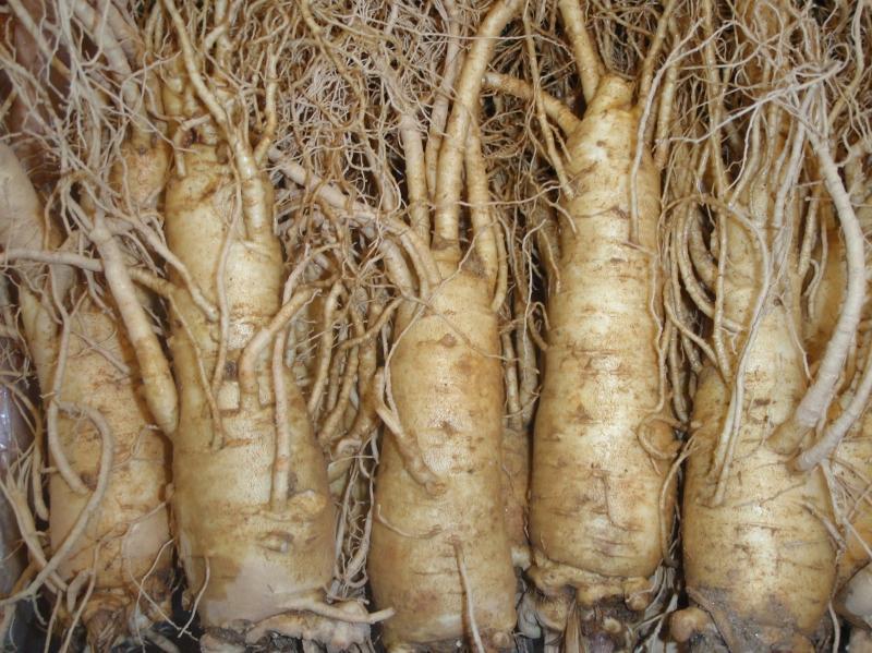 nhân sâm, sâm tươi, nhan sam,sam tuoi, sâm hàn quốc, sam han quoc