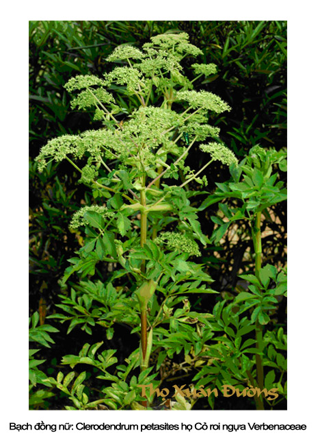 bachdongnu_copy.jpg bachdongnu_copy.jpg