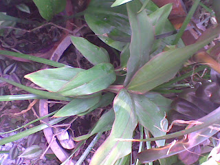 ngai den, ngải đen, ngãi đen, công dụng cây ngải đen.