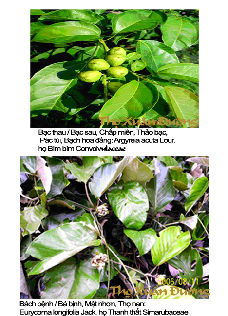 bacthaubacbenh_copy.jpg bacthaubacbenh_copy.jpg